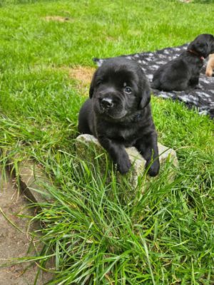 Labrador Hündinen suchen noch nach ihrer Familie