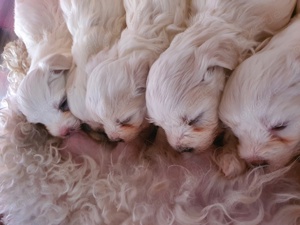  shih tzu welpen             