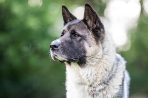 Kendo, 3 Jahre - American Akita - Tierhilfe Franken e.V.