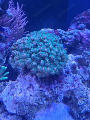 Ableger Pocillopora