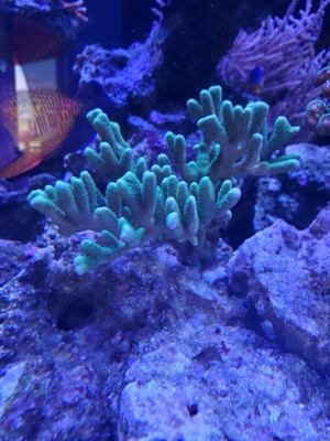 Montipora  digitata green Ableger