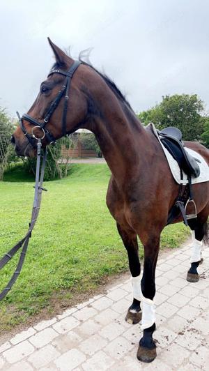 Reitbeteiligung an tollem Lehrpferd zu vergeben