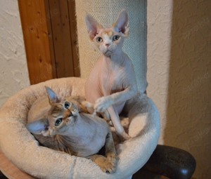  Zwei Junge Rasse Devon Rex suchen gemeinsam ein neues liebevolles Zuhause fur immer! 