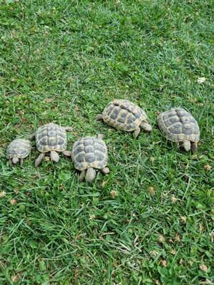 Griechische Landschildkröten (THB) aus den Jahren 2019, 2020 und 2022