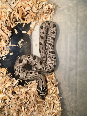 2.2 Arctic Conda - Heterodon nasicus - Hackennasennatter - Hognose snake