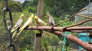 junge Nymphensittiche Bild 3