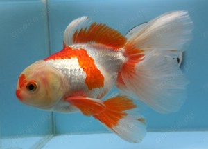 KOI 13 Anz. 18. 2024 - Goldfisch - Schleierschwanz - Oranda & Co