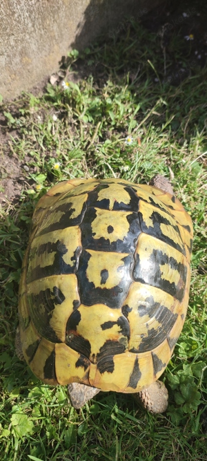 Grichische Landschildkröte 