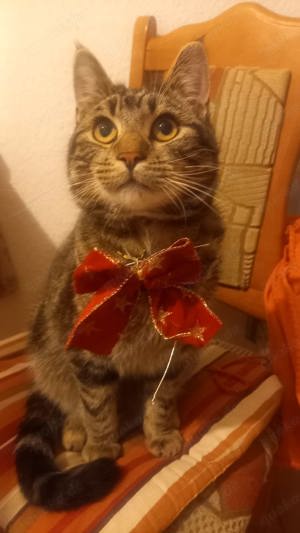 Deckkater (Britisch Kurzhaar - Mischling)
