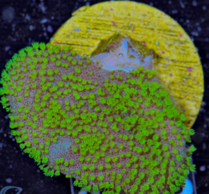 Sarcophyton Fiji Pilzlederkoralle meerwasser 