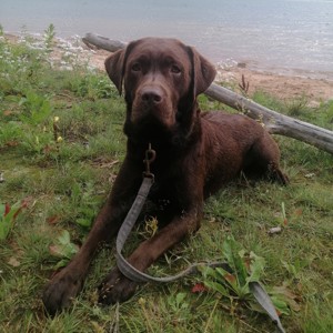 Reinrassige Labrador deckrüde (Schowlinie)  Bild 2