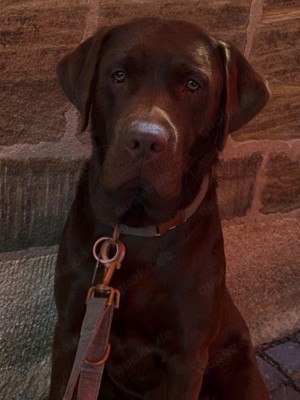 Reinrassige Labrador deckrüde (Schowlinie)  Bild 3