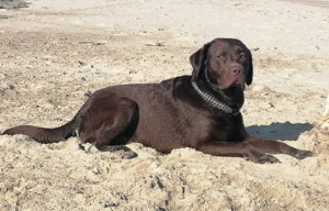 Reinrassige Labrador deckrüde (Schowlinie) 