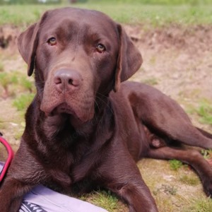 Reinrassige Labrador deckrüde (Schowlinie)  Bild 4