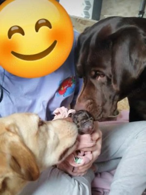 Reinrassige Labrador deckrüde (Schowlinie)  Bild 5