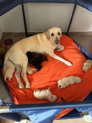 Reinrassige Labrador deckrüde (Schowlinie)  Bild 7