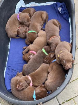 Reinrassige Labrador deckrüde (Schowlinie)  Bild 8
