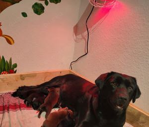 Reinrassige Labrador deckrüde (Schowlinie)  Bild 10