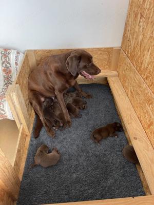 Reinrassige Labrador deckrüde (Schowlinie)  Bild 9