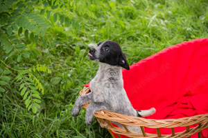 Welpenmädchen *LOTTI* ist aufgeschlossen und neugierig.