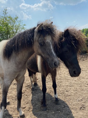 American Miniature Horse (AMH) Hengst Bild 3