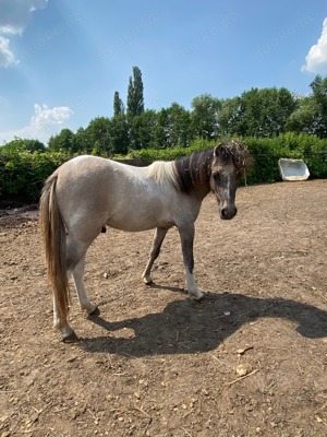 American Miniature Horse (AMH) Hengst Bild 2
