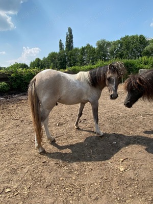American Miniature Horse (AMH) Hengst Bild 4