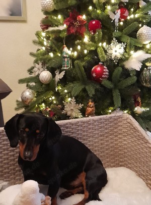 Dackel Deckrüde! Bild 2