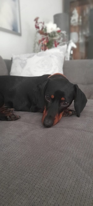 Dackel Deckrüde! Bild 3