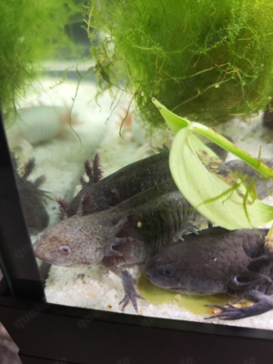 BD freie Axolotl 