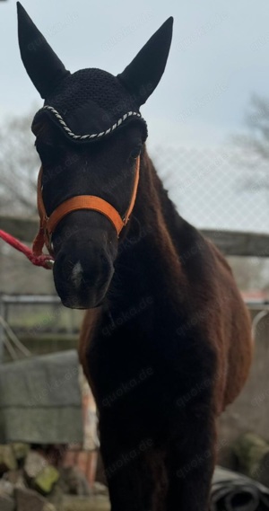 Ponyhengstjährling zu verkaufen 