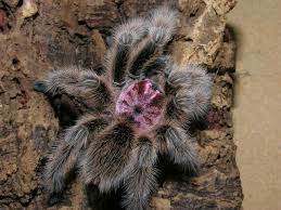 Grammostola  porteri  (Die Echte und artenreine)