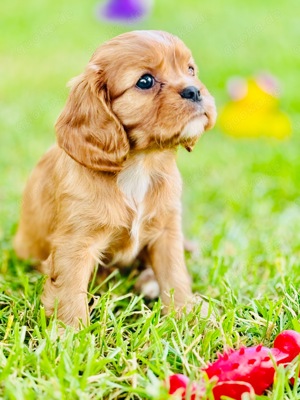 Cavalier King Charles Spaniel