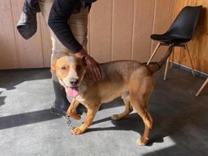 Baro, z.Zt. in Ungarn, junger Dauerschwanzwedler Bild 4