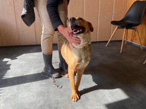 Baro, z.Zt. in Ungarn, junger Dauerschwanzwedler Bild 2