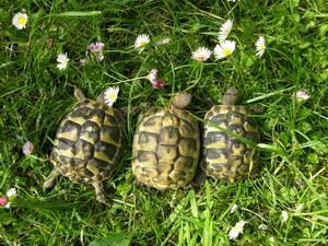 4-jährige weibliche Griechische Landschildkröten 