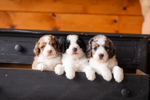 Bernedoodle Welpen