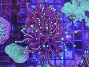 Euphyllia Hellfire 2 Köpfe Meerwasser Korallenableger