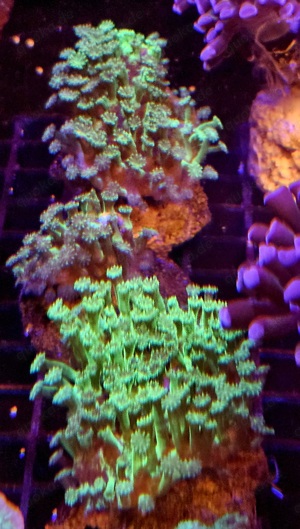 Alvepora Minuta Meerwasser Korallenableger