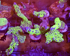 Montipora Starwars Meerwasser Korallenableger