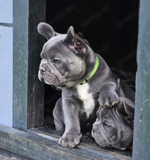 französische Bulldoggen Welpen