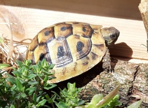 griechische Landschildkröten Babys 