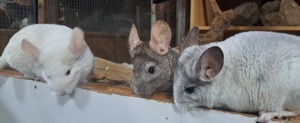 junge bunte Chinchilla männlich weiblich verschiedenfarbig