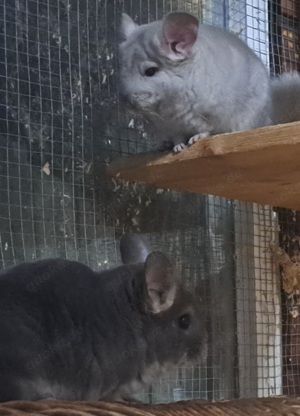 junge Chinchilla in verschiedenen Farben Jungtiere Bild 4