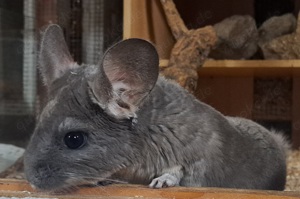 junge Chinchilla in verschiedenen Farben Jungtiere Bild 7