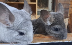 junge verschiedenfarbige Chinchilla männlich weiblich Jungtiere