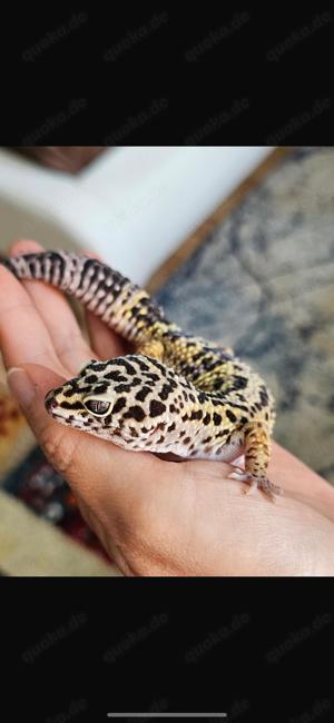 Leopard Gecko mit Terarium