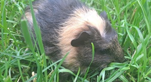 Junge hübsche meerschweinchen Meerschwein männlich weiblich 