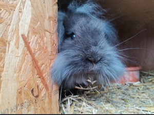 2 Kaninchen in liebevolle Hände abzugeben 