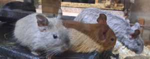 junge bunte Degus Degu männlich weiblich 